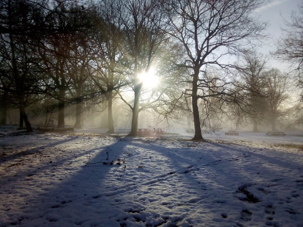 Snowy field with sun shining through trees